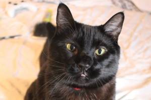 Pet blood donation shortages have been low since the pandemic began. Courtesy photo.