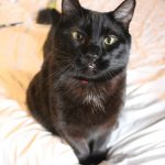 Pet blood donation shortages have been low since the pandemic began. Courtesy photo.