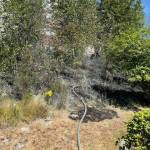 The flames reached within a number of feet of a Heritage Hills Apartment building prior to the arrival of Renton firefighters. (Courtesy of the Renton Police Department.)