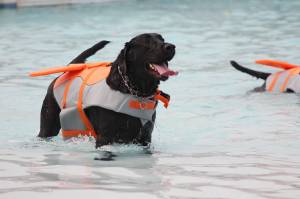 Photo by Bailey Jo Josie/Sound Publishing.
The annual Pooch Plunge returns this weekend, where dogs of all shapes and sizes get to take a dip at Henry Moses Aquatic Center before its closed down for the season. Photo by Bailey Jo Josie/Sound Publishing.