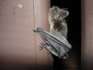 Bat by g_kovacs is licensed under CC BY 2.0. (Courtesy Photo)