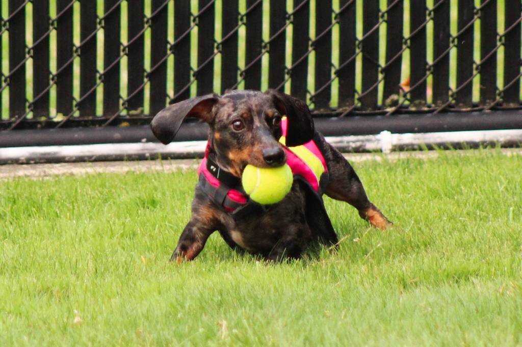 Photo by Bailey Jo Josie/Sound Publishing.