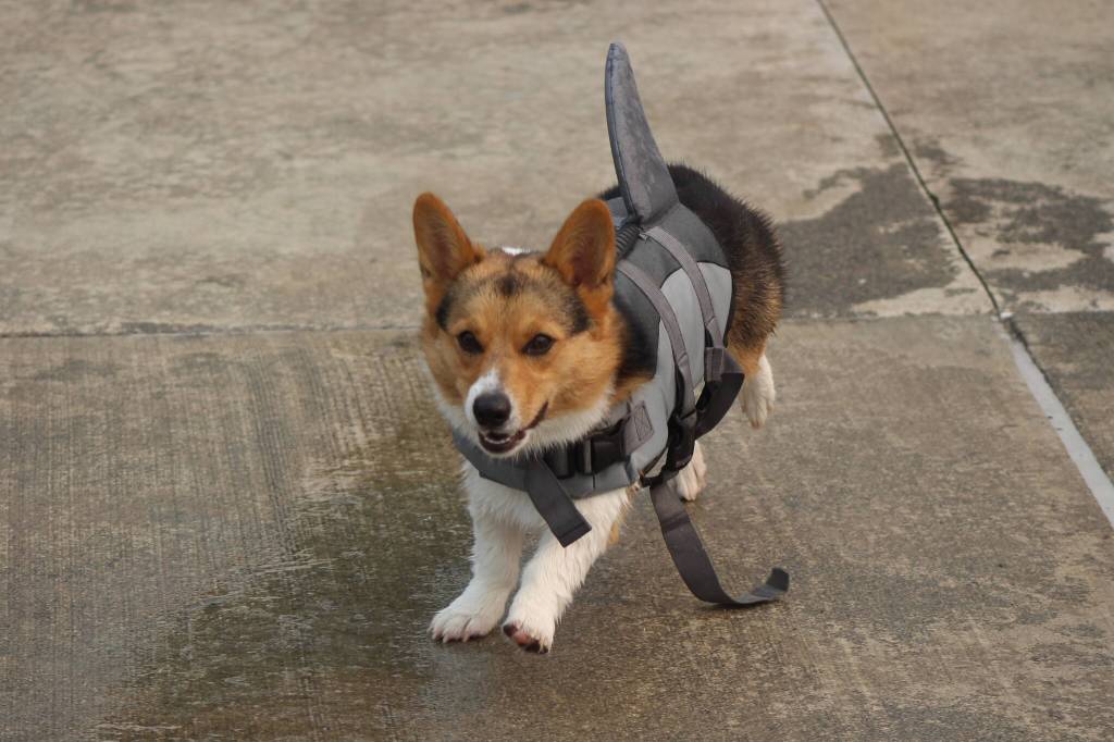 Photo by Bailey Jo Josie/Sound Publishing.