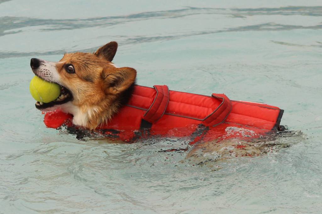 Photo by Bailey Jo Josie/Sound Publishing.