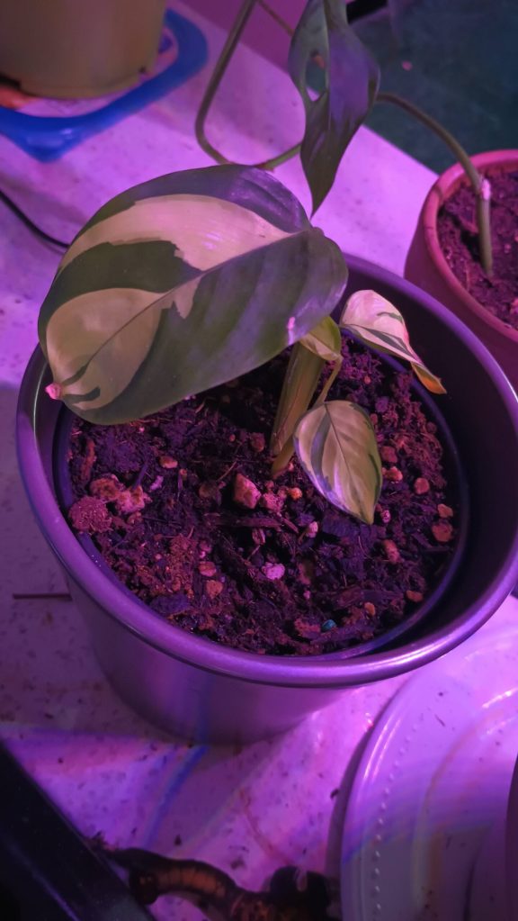 A Ctenanthe Lubbersiana named Bimini. Rescued from a discount section at a local nursery, this little plant lives under an indoor plant light (for now).