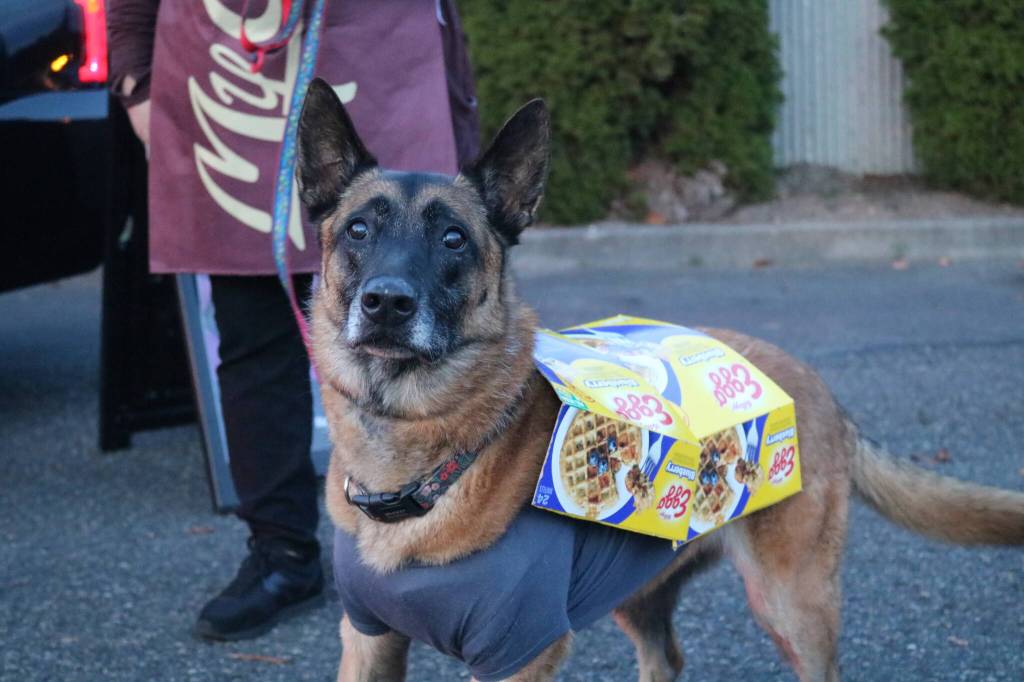 Eggo K-9. Photo by Bailey Jo Josie/Sound Publishing.