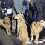Even dogs joined in on the festivities. Photo by Bailey Jo Josie/Sound Publishing.