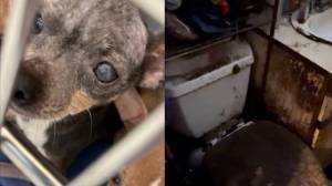 Courtesy of the Renton Police Department.