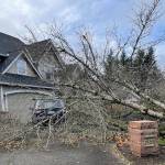 Downed trees were peppered throughout east Renton after the Nov. 19 bomb cyclone. Photo by Benjamin Leung/Sound Publishing