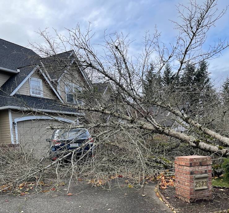 Downed trees were peppered throughout east Renton after the Nov. 19 bomb cyclone. Photo by Benjamin Leung/Sound Publishing