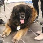 A ribbon cutting ceremony wouldnt be complete without a big dog. Photo by Bailey Jo Josie/Sound Publishing.