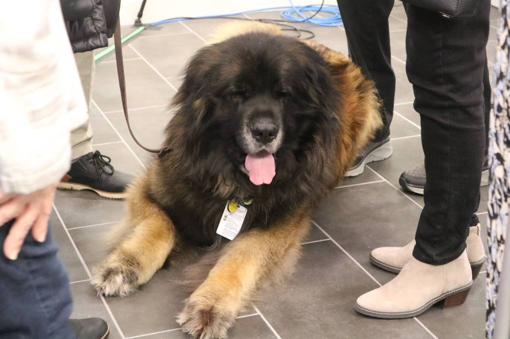 A ribbon cutting ceremony wouldnt be complete without a big dog. Photo by Bailey Jo Josie/Sound Publishing.