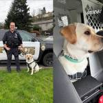 Renton Police Department officer Jeff Myers and therapy K9 Wally. Courtesy photo.