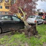 A tree fell on Steve Childerss car while it was parked near 130 Main Avenue S. in Renton. Photo provided by Steve Childers