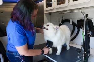 Snowball gets the 12th Paw treatment. Photo by Bailey Jo Josie/Sound Publishing.