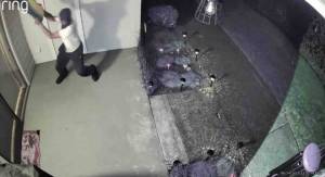 One of the suspects attempting to rip off the Vegas pride flag. Courtesy photos