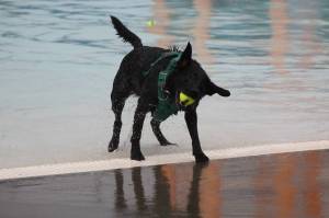 Sign your dog up for the annual Pooch Plunge Sept. 6-7. Heres a scene from a Pooch Plunge of the past. Photo by Bailey Jo Josie/Sound Publishing