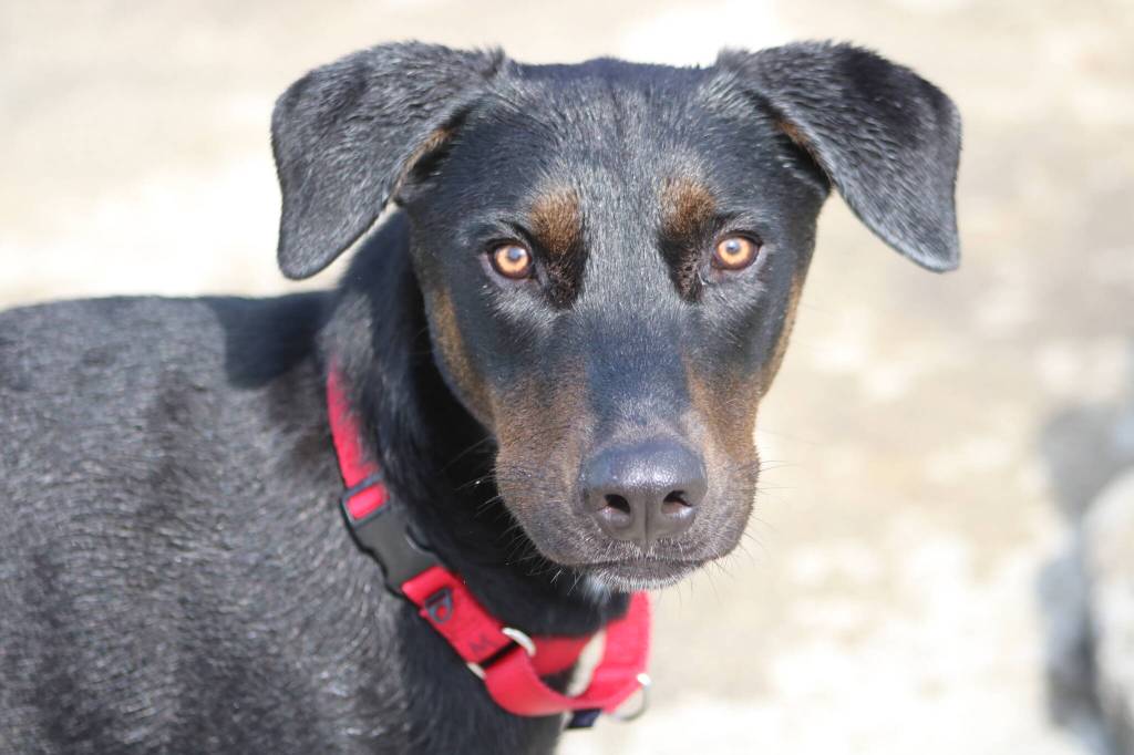 Photo by Bailey Jo Josie/Sound Publishing