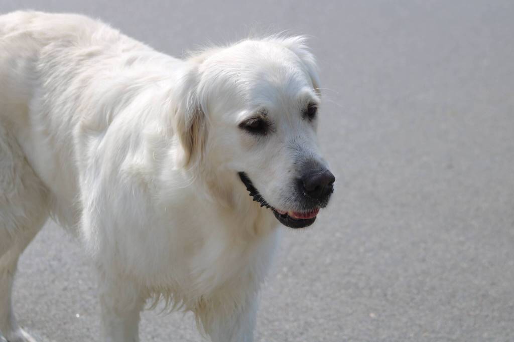 Photo by Bailey Jo Josie/Sound Publishing