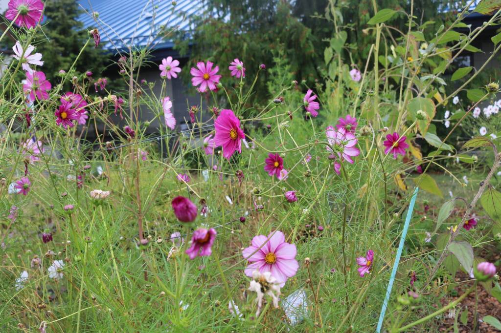Pollinator flowers help the fruits and vegetables grow. Photo by Bailey Jo Josie/Sound Publishing