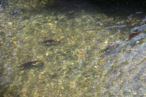 Sockeye salmon with their morphed bodies, changed during the spawning season, in the Cedar River. File photo