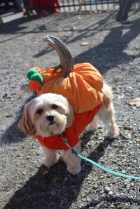 The 2025 Olde Fashioned Halloween Party begins at Cuginis parking lot on 3rd Street and includes a costume contest for those on four legs as well as two. (Photo by Bailey Jo Josie/Sound Publishing)