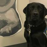 Errol is retiring as a courthouse dog. Courtesy photo