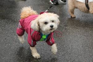 Photo by Bailey Jo Josie/Sound Publishing.