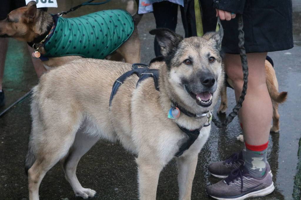 Photos by Bailey Jo Josie/Sound Publishing