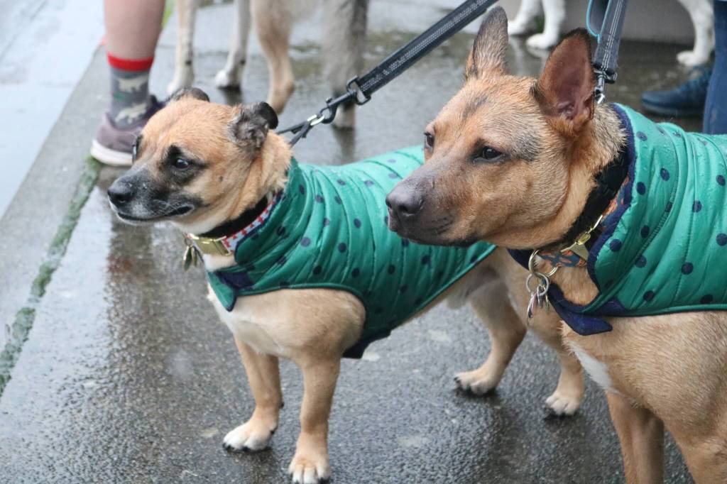 Photos by Bailey Jo Josie/Sound Publishing