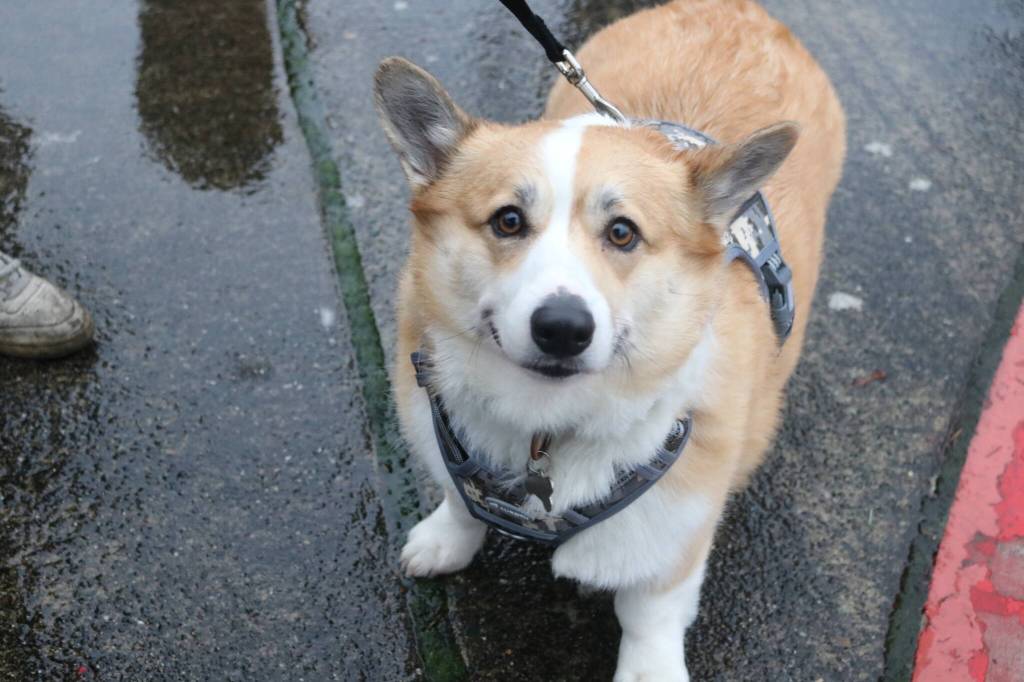 Photos by Bailey Jo Josie/Sound Publishing