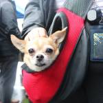 Tatcha is a frequent rider on King County Metro, staying safe and sound in the shoulder bag of Chris C.A. of Renton. C.A. uses the monthly PugetPass on an ORCA card to use public transit. Photo by Bailey Jo Josie/Sound Publishing