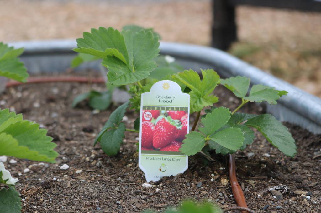 Strawberries will soon be ready to harvest at Black Panther Park in Skyway. Photo by Bailey Jo Josie/Sound Publishing