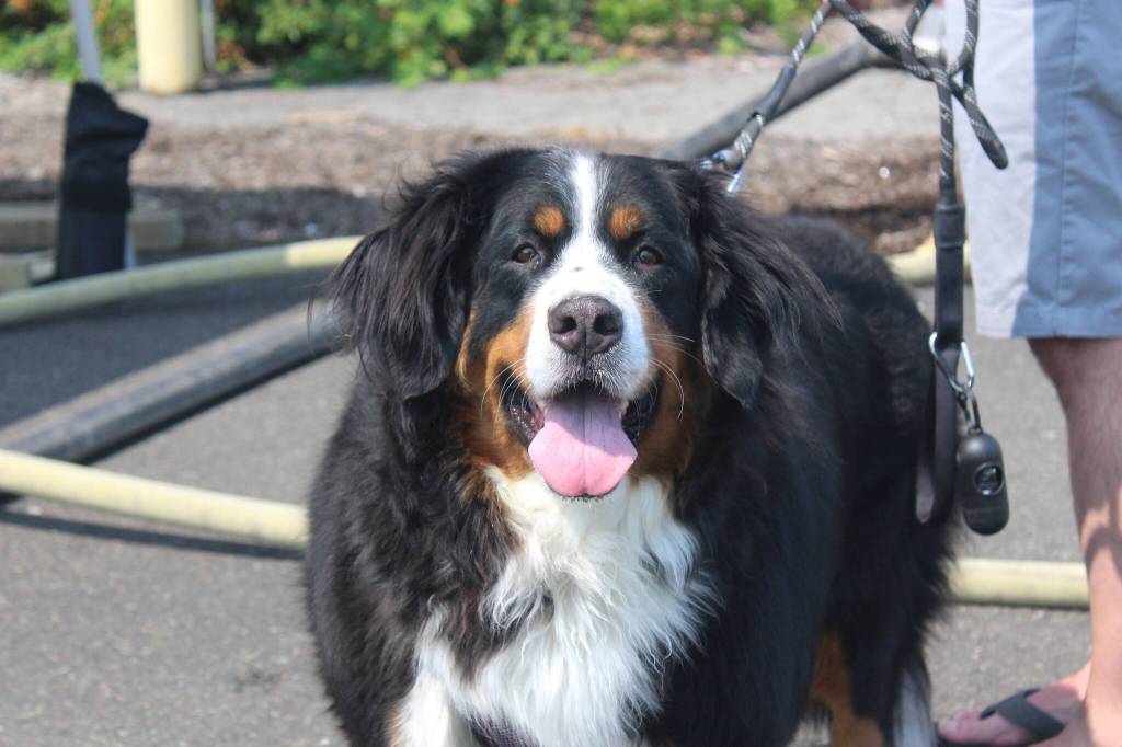 Photo by Bailey Jo Josie/Sound Publishing
Spotlight on four-legged furry friends this weekend at the Saturday, May 2, Pet Gala from 11 a.m. to 1 p.m. at Renton Community Center.