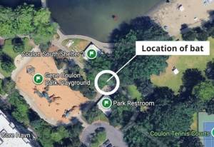The rabid bat was found at this location at Gene Coulon Park on Tuesday. Photo provided by Public Health – Seattle & King County